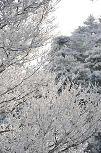 冬日银霜覆枝的美丽景致