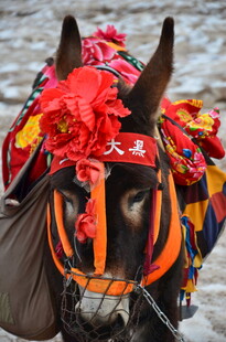 盛装毛驴 传统喜庆装扮