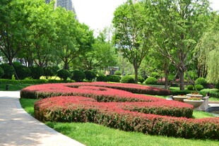城市中美丽的绿植景观