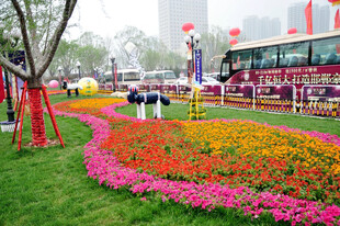城市街头缤纷花卉景观