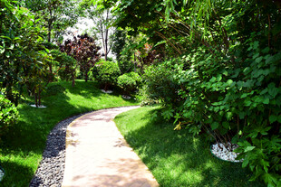 林间小径 绿意盎然的景致