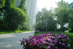 城市中繁花与绿树相映景