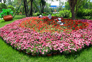 多彩花坛装点绿意空间