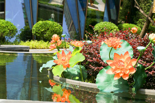 花园水景旁的多彩花卉景观