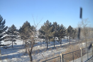 冬日雪景中的树林与围栏