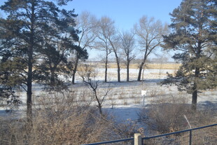 冬日雪覆树林景观