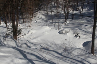 雪地林间滑雪者的动感瞬间