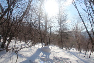 冬日雪林 阳光洒落美景