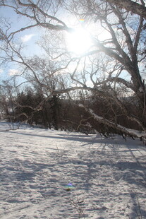 冬日雪地枯树阳光景象