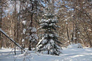 雪覆树林冬日美景