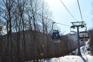 冬日缆车穿梭于树林间