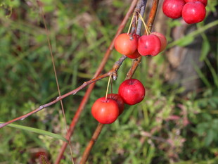 枝头红果自然野趣之景