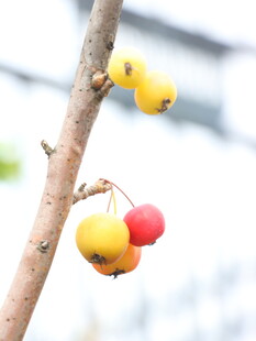 枝头多彩果实
