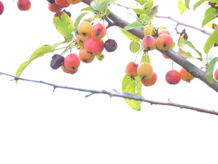 枝头硕果累累的多彩果实