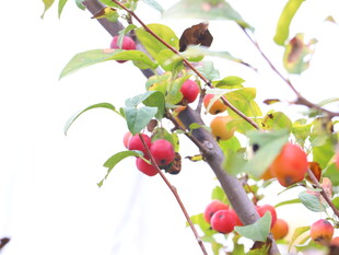 枝头硕果累累的诱人果实