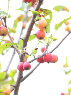 枝头红果尽显秋日生机