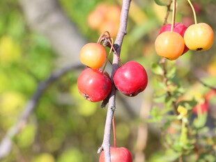 枝头鲜艳多彩的小果实