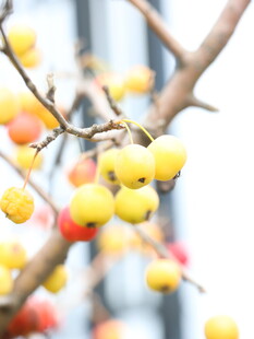 枝头黄红果实诱人