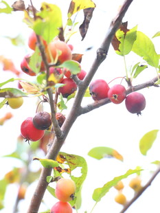 枝头硕果累累的多彩果实