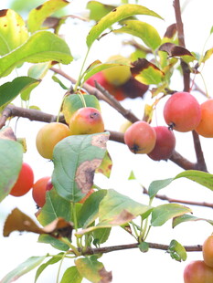 枝头硕果累累的多彩果实