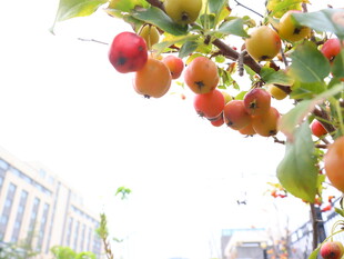 枝头硕果累累的多彩果实