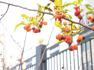 枝头红柿秋日美好景象