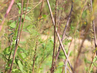 野外杂草丛生景象