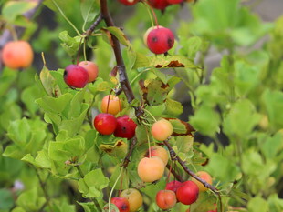 枝头红果绿叶相映成趣