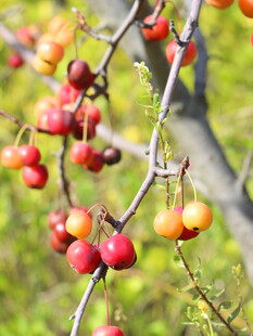 枝头红果尽显秋日风情