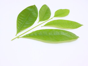 嫩绿枝叶特写