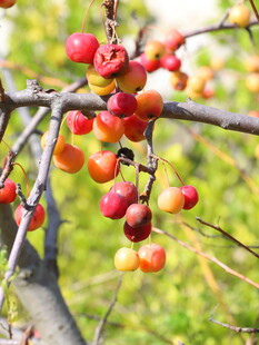 枝头红果秋日鲜果景象