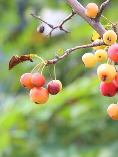 枝头硕果累累的鲜艳果实