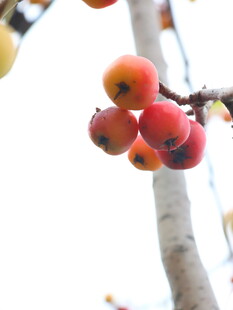 枝头红果秋日清新景致