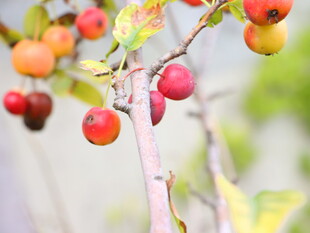 枝头鲜艳多彩的诱人果实