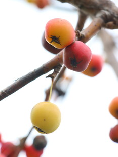 枝头鲜艳多彩的小果实