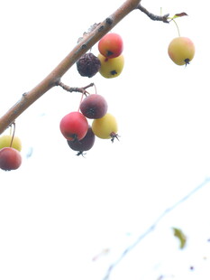 枝头多彩果实显生机