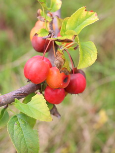 枝头红果绿叶相伴