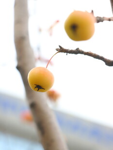 枝头黄果