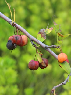 枝头多彩果实诱人