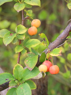 枝头鲜嫩多彩果实