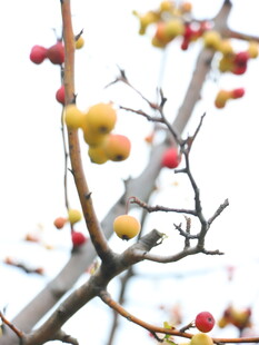 枝头缤纷果实色彩斑斓