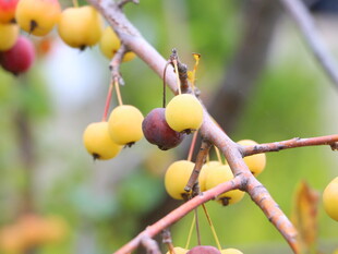 枝头黄果秋意初显