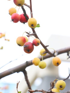 枝头多彩小果实