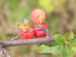 枝头红果尽显自然生机