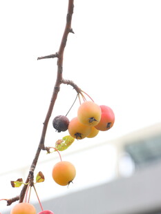 枝头多彩果实