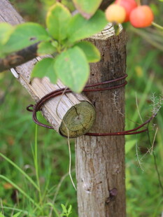木桩上的绿叶与金属环