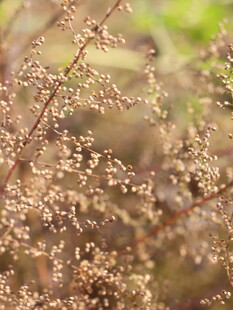 微小植物花絮特写