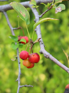 枝头红果自然清新之景