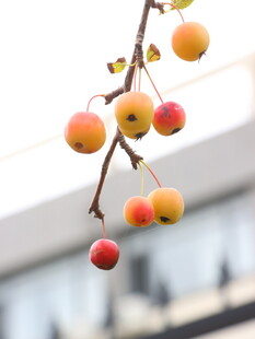 枝头红果秋日灵动景致