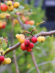 枝头多彩果实诱人